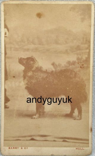Cdv Flat Coated Retriever Dog By Barry Of Hull Animal Pet Photo Victorian