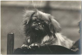 1920s - 30s Silver Print Photo Of A Curious Small Chair Dog - Pekingese