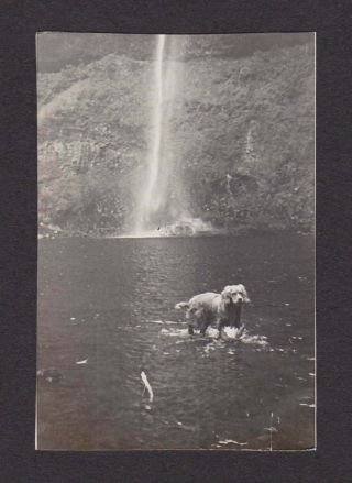 Dog Playing/swimming Woodland Waterfalls Old/vintage Photo Snapshot - M414