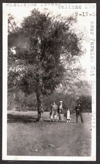 Vintage 1924 Paraiso Hot Springs California Mistletoe Tree Salinas Mts Old Photo