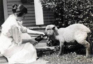 1914 Young Lady Feeding Baby Lamb W Bottle
