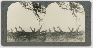 South Africa Giraffe Herd In Kruger National Park Stereoview 20743 829a