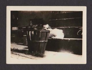 Cute Little White Dog Bushel Basket W/cat? Old/vintage Photo Snapshot - E243