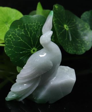 Cert ' d Green 100 Natural A JADE jadeite SMALL Statue golden pheasant 锦鸡 980922 3