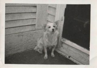 A274 - Poor Dog Sitting In Corner By Door - Old/vintage Photo Snapshot