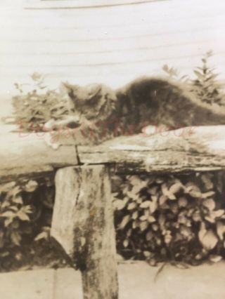 Vintage Sepia Tone Snapshot Photograph Of Young Cat On Fence Post