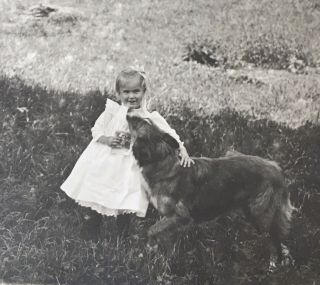 1910’s Vintage Photo Of A Cute Young Girl Holding Cabinet Card & The Family Dog