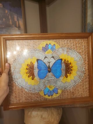 Gorgeous Unique Vintage Butterfly Wing Art 17.  5 " X 13.  5 "