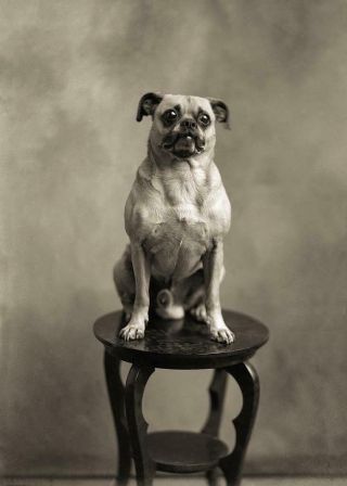 Antique Photo.  Pug Dog Standing On Table Studio Photo.  Photo Reprint 5x7