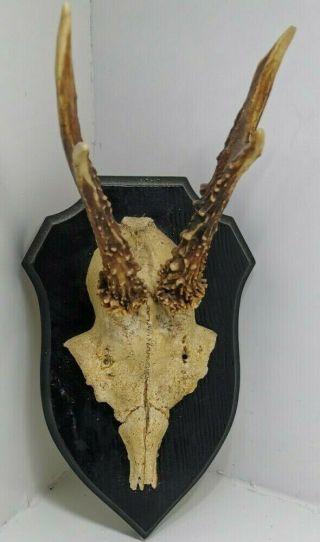 Vintage Roe Deer Skull Antlers Horn Wall Mount Trophy Taxidermy Stag 14 Cm