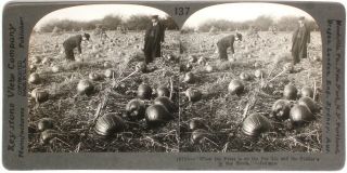 Keystone Stereoview Of A Pumpkin Patch In Indiana 1910’s Education Set 137 T1