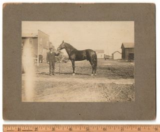 C1910 Sweden Swedish Cabinet Photo Of Gothberg Man Holding Reins Of Farm Horse