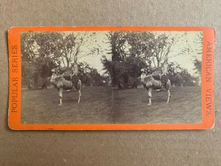 Central Park York City Stereoview Camel & His Rider By Anthony 1860s