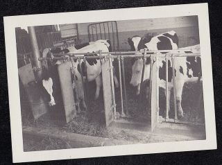 Old Vintage Antique Photograph Group Of Cows Standing In Stalls In The Barn