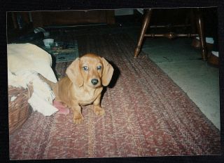 Vintage Photograph Adorable Puppy Dog Sitting On Rug