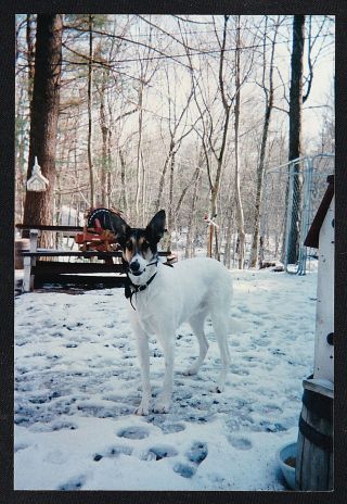 Vintage Photograph Adorable Puppy Dog Standing Outside In Snow