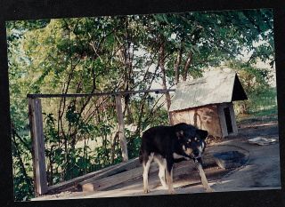 Old Vintage Photograph Adorable Puppy Dog Standing By Dog House In Yard