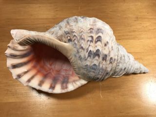 Large 14 Inch Pacific Triton Seashell Shell Table Top Aquarium 14” Vintage