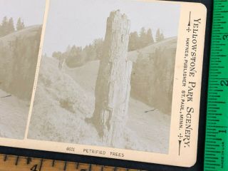 4621 Petrified Trees Orig 1800s Yellowstone Park Stereoview Photo