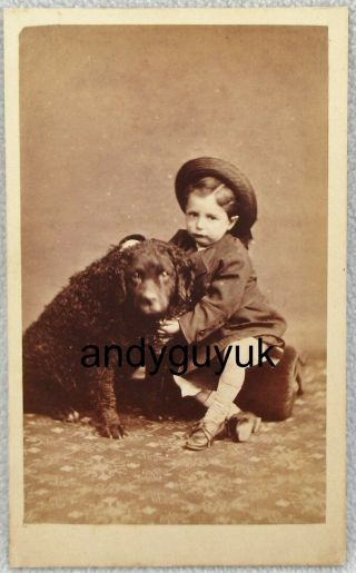 Cdv Boy Curly Coated Retriever Dog Hargreaves Dalton In Furness Antique Photo