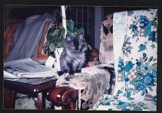 Vintage Photograph Adorable Little Cat / Kitten Sitting On Arm Of Chair