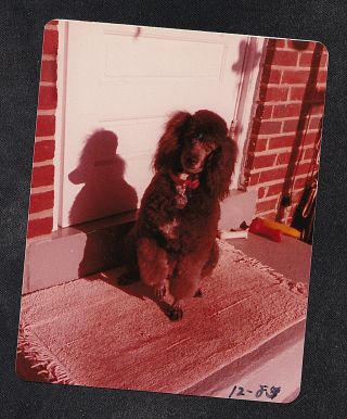 Vintage Photograph Cute Little Black Poodle Puppy Dog Sitting On Front Steps