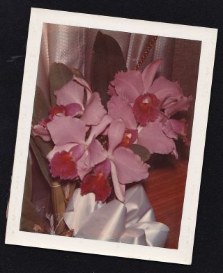 Old Vintage Polaroid Photograph Gorgeous Pink Flower In Pot On Table