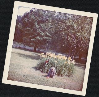 Old Vintage Photograph Adorable Puppy Dog Sitting With Ball By Gorgeous Flowers