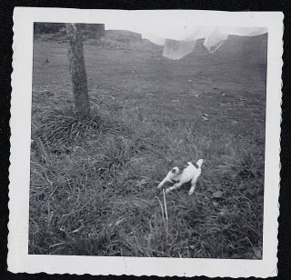 Vintage Antique Photograph Adorable Puppy Dog Playing In Yard