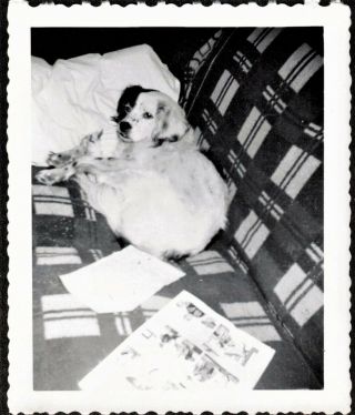 Antique Vintage Photograph Adorable Puppy Dog Cuddled Up On Couch