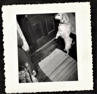 Antique Vintage Photograph Adorable Puppy Dog Standing Up Begging In Retro Room