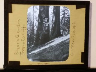 1916,  Sequois Gigantea,  Fresno Co,  California,  Magic Lantern Glass Photo Slide 2