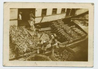 Cargo Ship Ss Gregalia Loading Bananas Guayaquil Ecuador 1920 