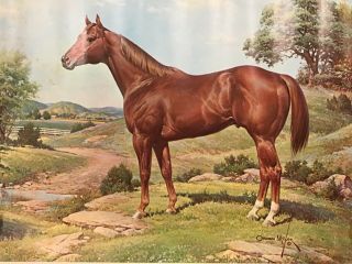 Vintage The American Quarter Horse Poster Print By Orren Mixer 24 " X 18 "