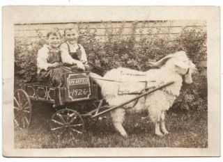 Oh Ohio Springfield Clark County Boys Goat Cart Wagon Vintage Snapshot Photo