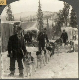 Artic Circle,  Alaskan Dog Sled Team.  Stereoview Photo