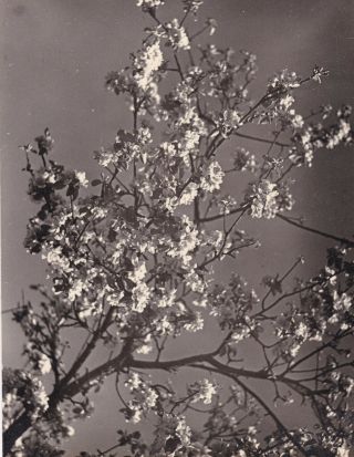 Vintage Silver Photo Orig 1920 Anonymous Great Large Study Of Budding Tree
