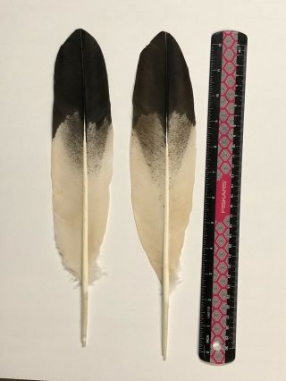2 Imitation Dyed Eagle Feathers,  Powwow Regalia,  Smudge