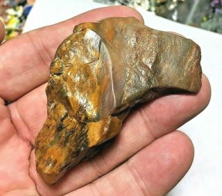 2 3/4” Colorado Petrified Wood Paleo Knife Tool Indian Arrowheads Artifacts