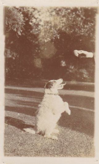 Old Vintage Photo Humour Pet Dog Animal Tricks F2