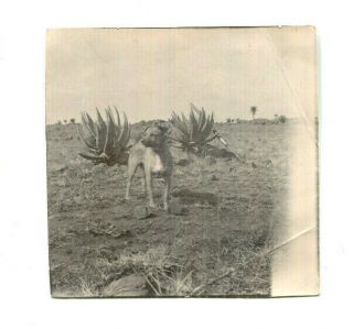 1930s Photograph Portrait Of A Dog Amongst The Cacti