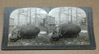 Vintage Keystone Stereoview Giant Hippopotamus At The Zoo
