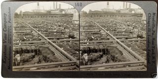 Keystone Stereoview Cattle At Union Stock Yards,  Chicago Of Education Set 140 B