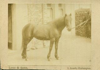 1910s Photograph Horse Belonging To Lugg & Sons Of 3 Arcade Okehampton Devon