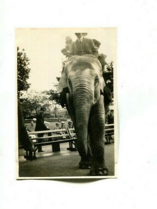 1930s Vintage Photograph Riding On An Elephant At The Zoo