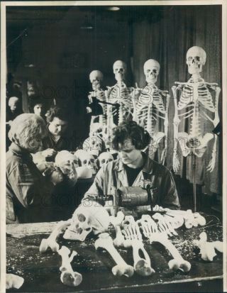 1968 Press Photo Workers Assemble Skeletons At Factory Bytom Poland