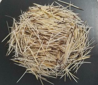 Porcupine Quills 3/4 Ounce Mixed - Not Sorted - Usa