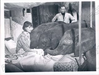1970 Actor John Wayne & Actress Elsa Martinelli & 3 Baby Elephants Hatari Photo
