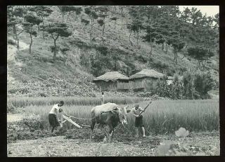 11 X 16 Cm.  B/w Photo,  Farmers (father & Son?) Prob.  Korea 1950 