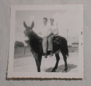 Vintage 1950s B&w Photo Two Men Riding A Donkey Together Gay Interest